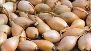 Couple of shallots on a wooden surface