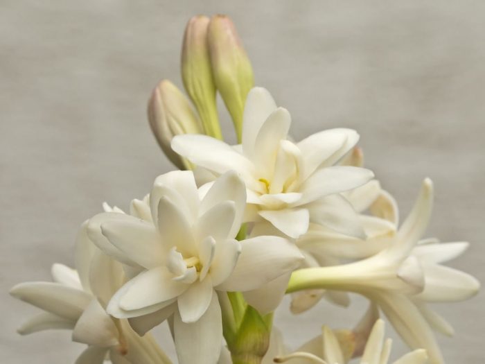 5 Best Benefits of Tuberose Essential Oil Organic Facts