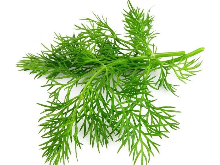 Dill.jpg