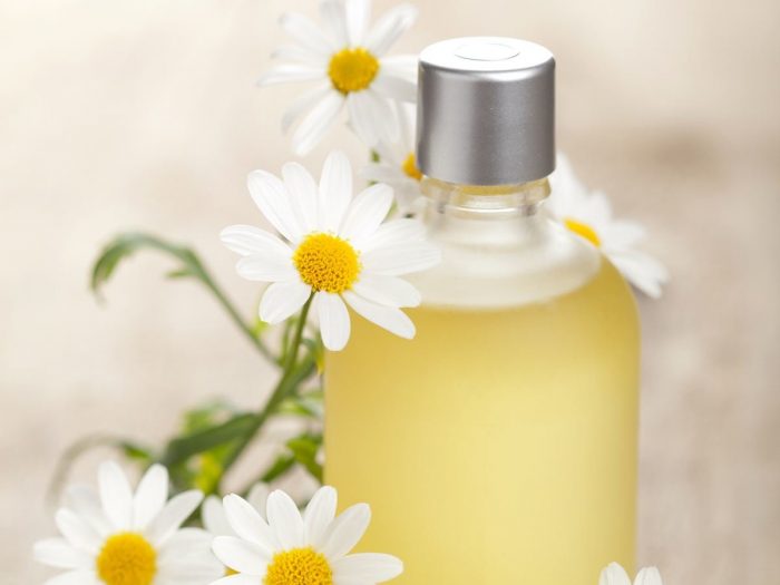 A bottle of chamomile or chamomile essential oil with fresh white chamomile flowers