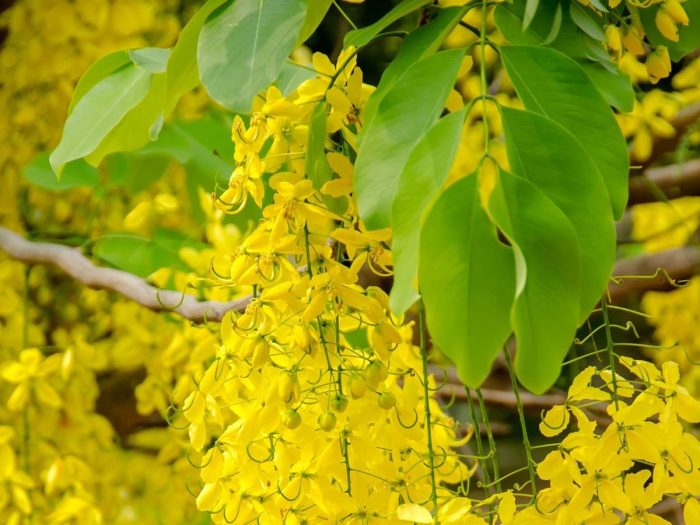 cassia