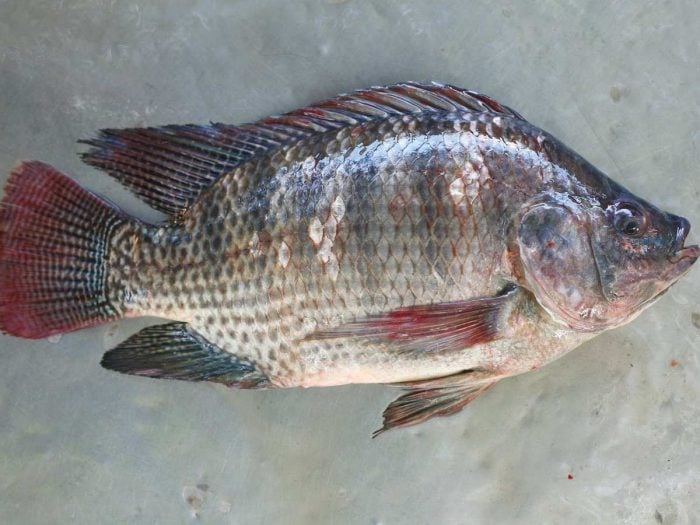 Tilapia Health Benefits