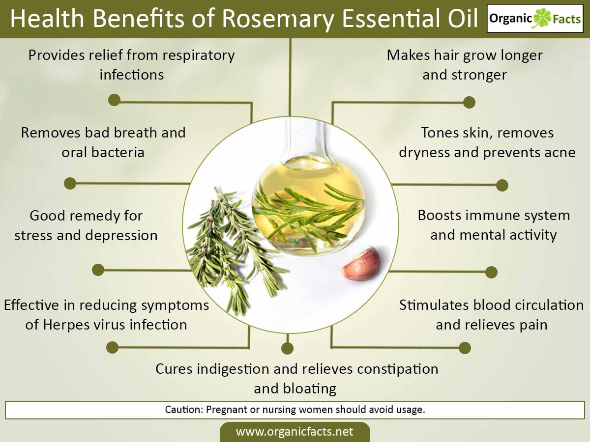 Can Dogs Have Rosemary Can Dogs Have Rosemary