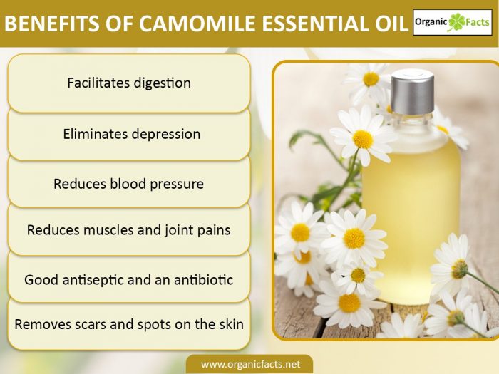 An infographic on health benefits of chamomile essential oil