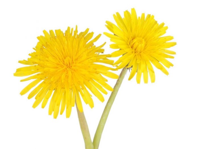 Image result for DANDELION