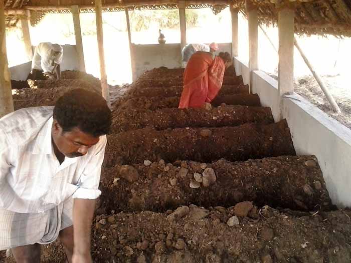 Sustainable agriculture practice at Magasool field