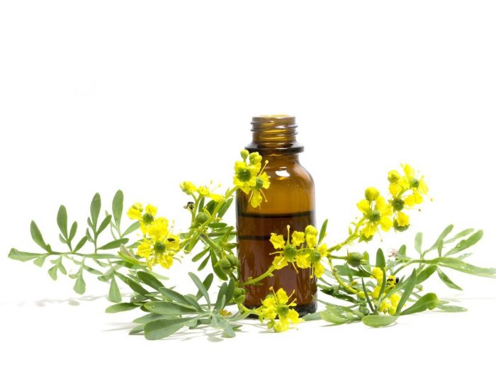 Rue essential oil bottle kept next to greenish-yellow rue blossoms