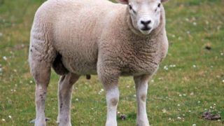Close up of an isolated sheep on a green grass