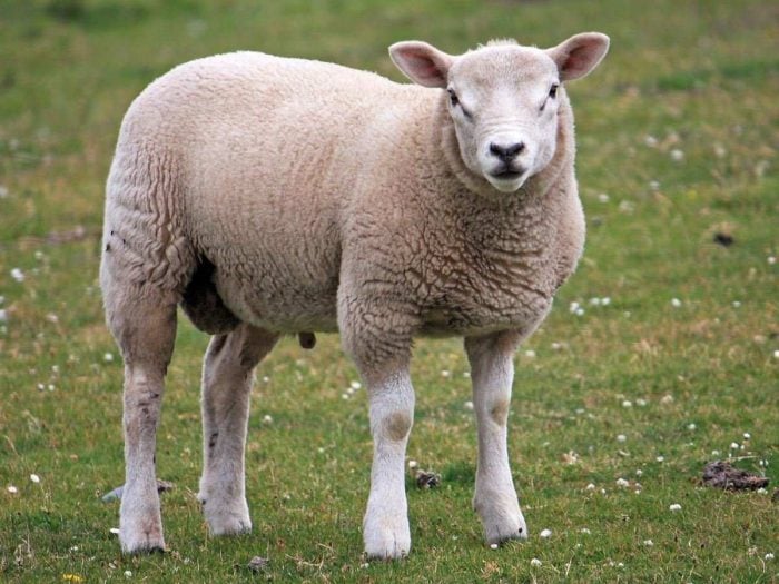 Close up of an isolated sheep on a green grass