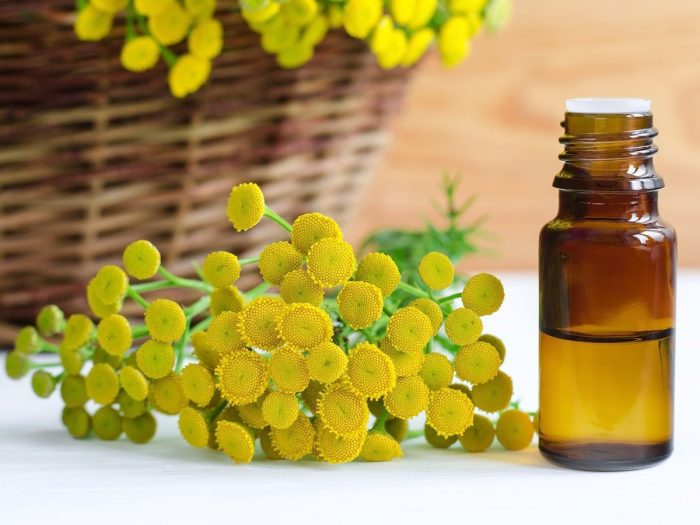 Blue Tansy Oil for Hair: 5 Ways to Incorporate it into Your Hair Care Routine - wide 6