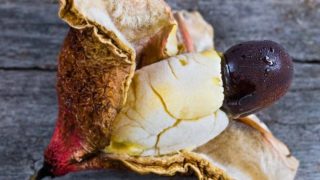 7 Wonderful Benefits of Ackee