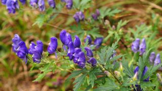 Purple aconite blossoms in the outdoors