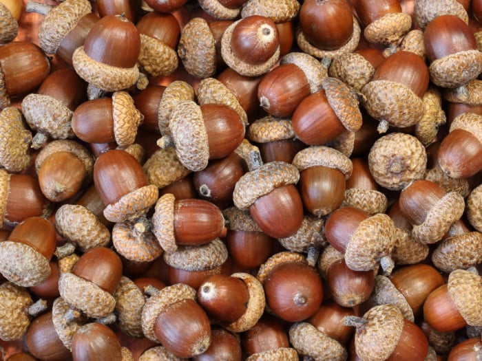 Acorns piled up against each other