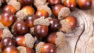 Acorns piled up against each other on a wooden counter