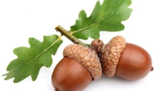 8 Amazing Benefits of Acorns