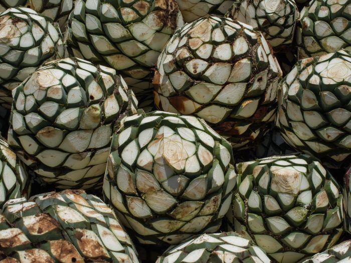 Close-up of agave fruits.
