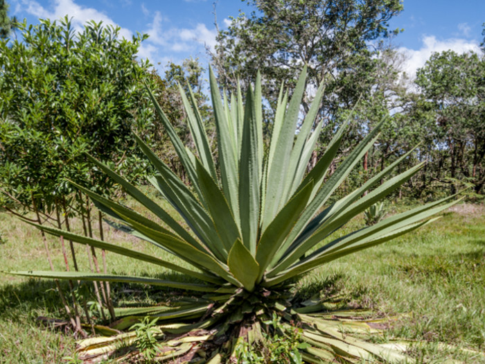 Agave plant in the outdoors