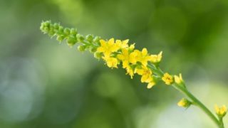 A close up shot of agrimony