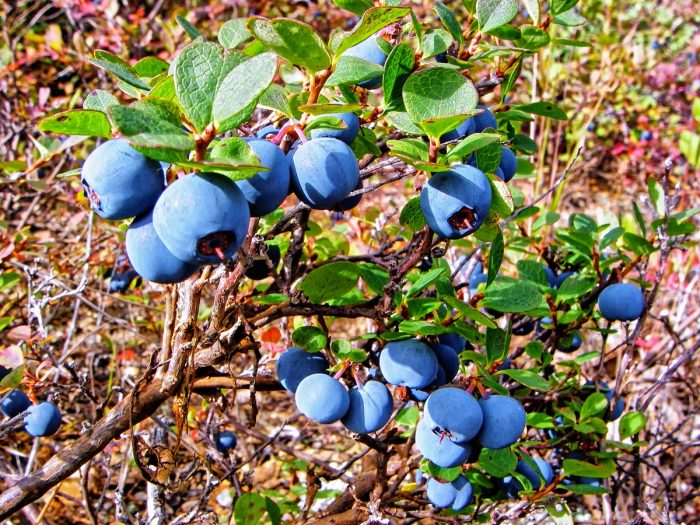 An image of Alaska blueberries in the garden