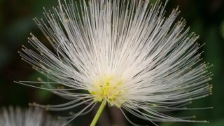 Close-up image of a flower of albizia shrubs