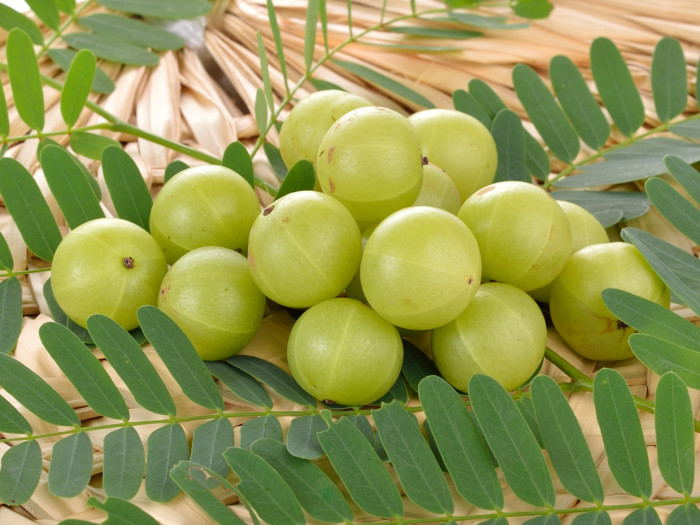 Image result for amla tree