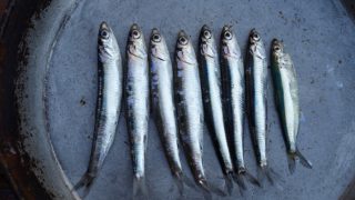 A pan of fresh anchovies