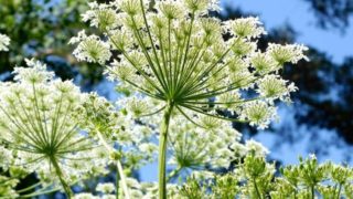 Close-up of fresh angelica flowers in the field