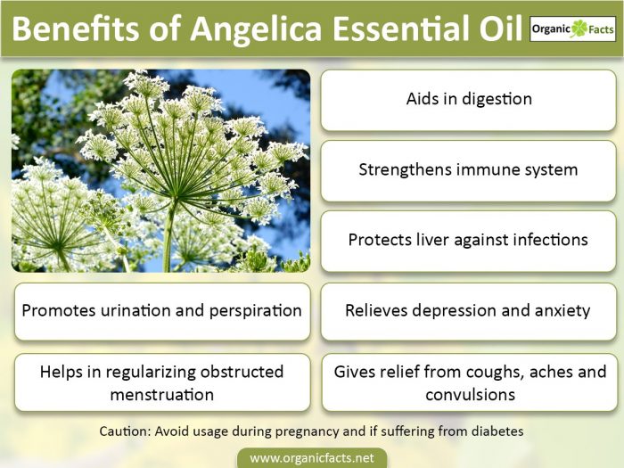 An infographic on the health benefits of angelica essential oil