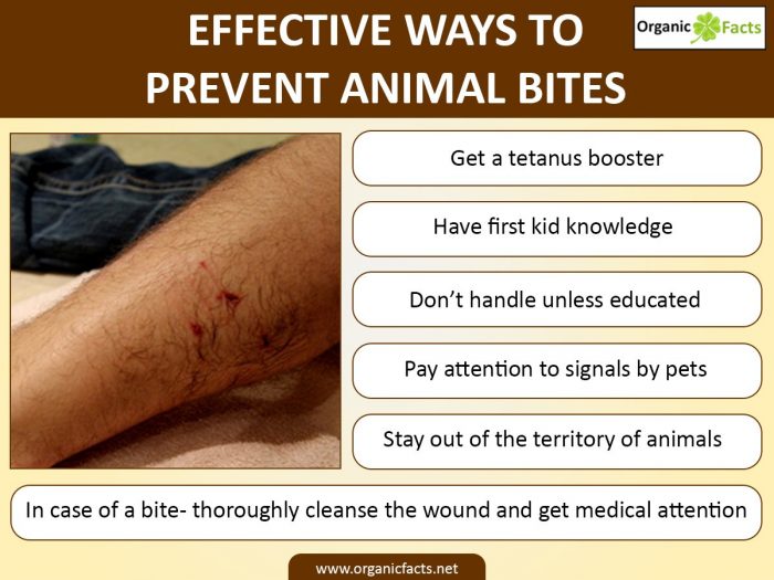 10 Surprising Ways to Prevent Animal Bites and Infections Organic Facts