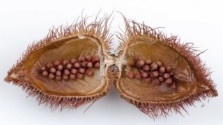 9 Incredible Benefits of Annatto