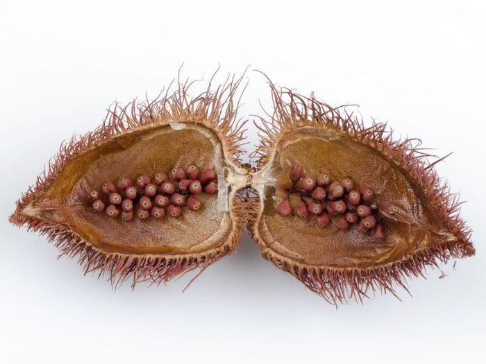 Image result for annatto