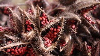Close-up fresh annatto seeds in the forest