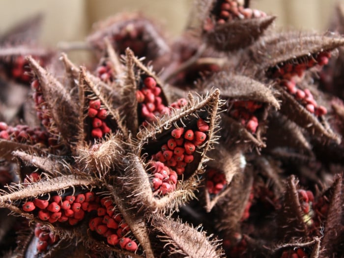 Seeds Plant urucum Anti Aging Natural improves the view Anti Cancer