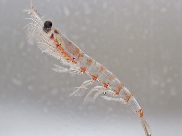 Antarctic krill on a white background