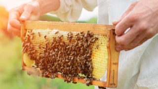 Beekeeper holding a honey cell with bees in his hands.