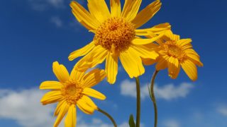 Close up of yellow, blooming Arnica Montana flowers
