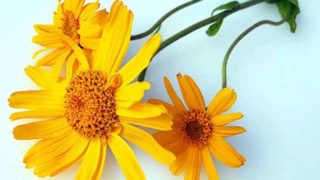 Three arnica flowers on a light blue canvas