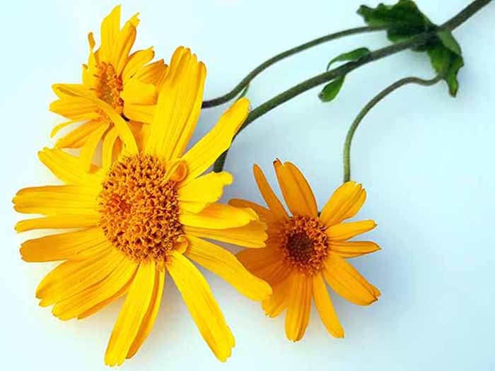 Three arnica flowers on a light blue canvas