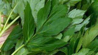 Close-up image of ashitaba leaves on a table