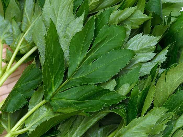 Close-up image of ashitaba leaves on a table