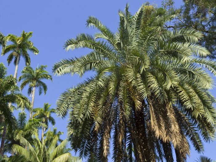 A close-up shot of the babassu palm tree