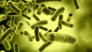 A graphic representation of bacteria