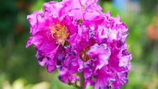 5 Best Benefits of Banaba Leaf