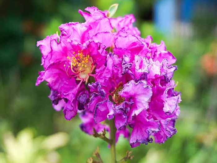 A close-up shot of banaba flower