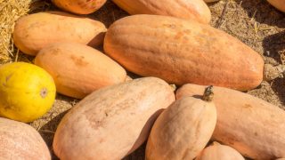 A number banana squashes lying on ground