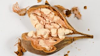 Baobab fruit cracked open on a white background