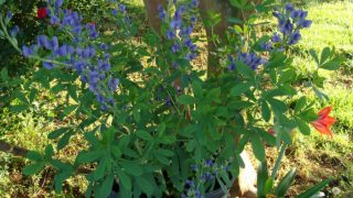 A flowerpot with Baptisia (wild indigo, false indigo) kept outdoors