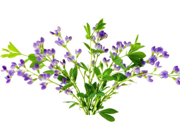 baptisia