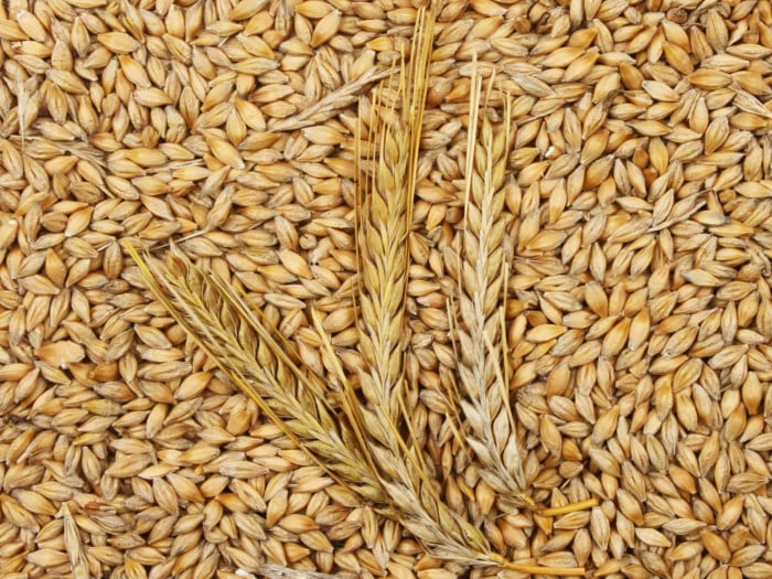 Close-up image of barley grains