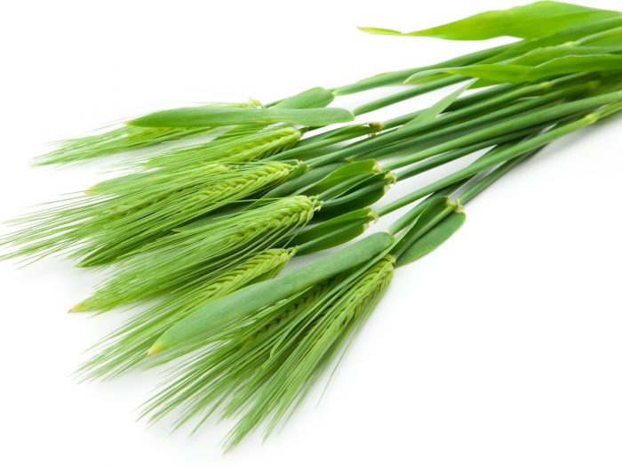 barleygrass